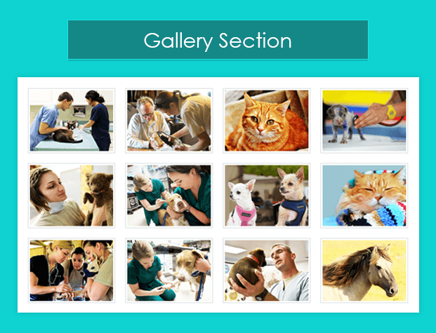 Gallery Section-pet-animal-veterinary-wordpress-InkTheme